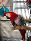 adoptable Bird in grandview, MO named Scarlet