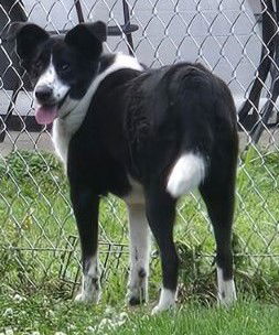 adoptable Dog in Grandview, MO named Mozart & Moxie