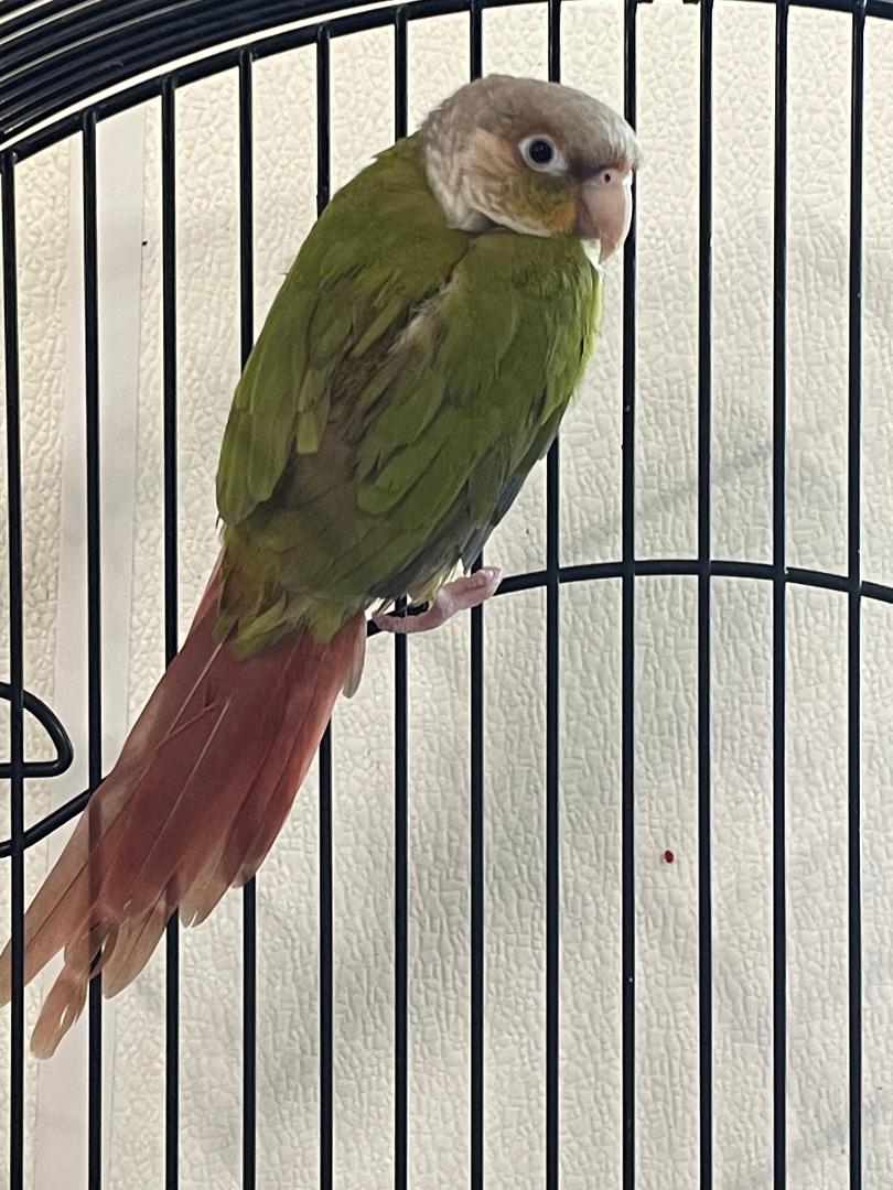 adoptable Bird in Grandview, MO named Ari