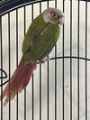 adoptable Bird in , MO named Ari