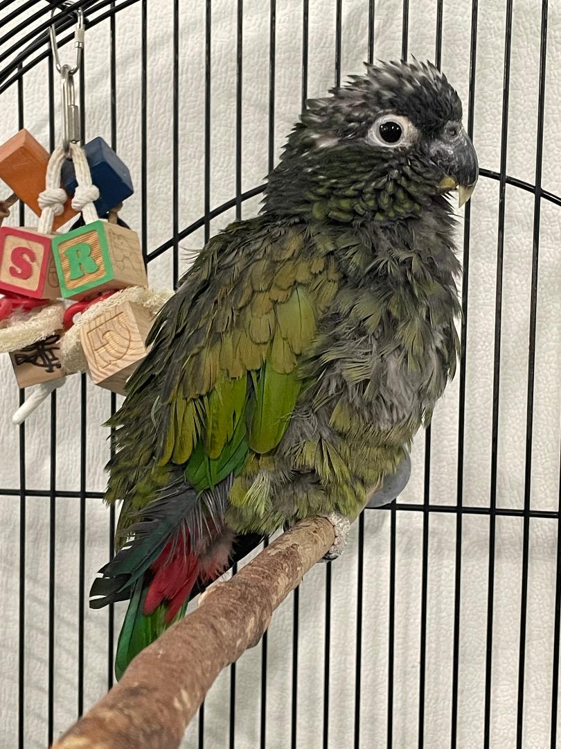 adoptable Bird in Grandview, MO named Ross