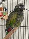 adoptable Bird in  named Ross