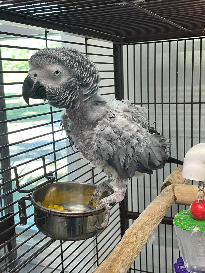 adoptable Bird in Grandview, MO named Gizmo