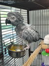 adoptable Bird in  named Gizmo