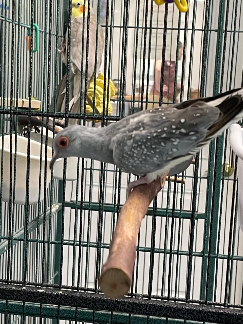 adoptable Bird in Grandview, MO named Doe Rae Mimi