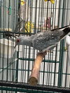 adoptable Bird in , MO named Doe Rae Mimi