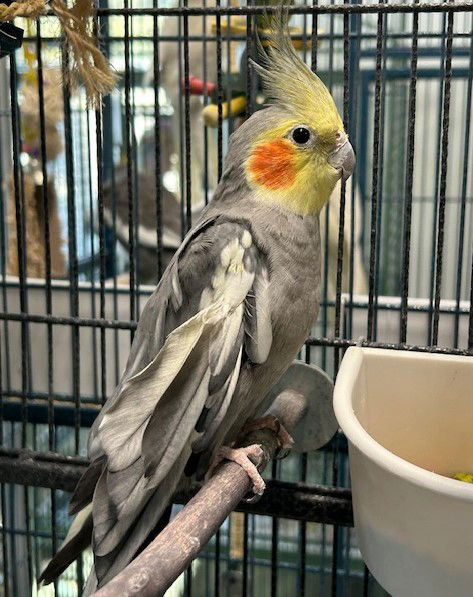 adoptable Bird in Grandview, MO named Valentino