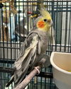 adoptable Bird in  named Valentino