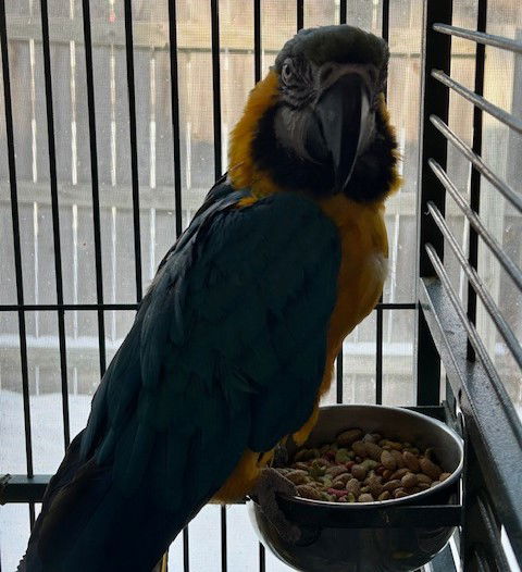 adoptable Bird in Grandview, MO named Vinnie