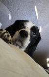 adoptable Dog in  named Bach