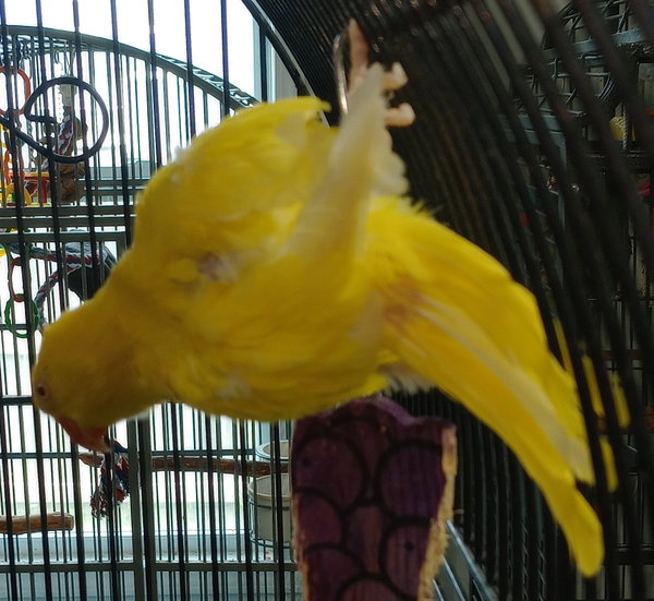 Anzu