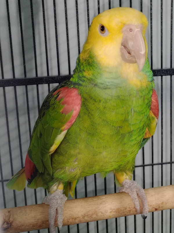 Coco