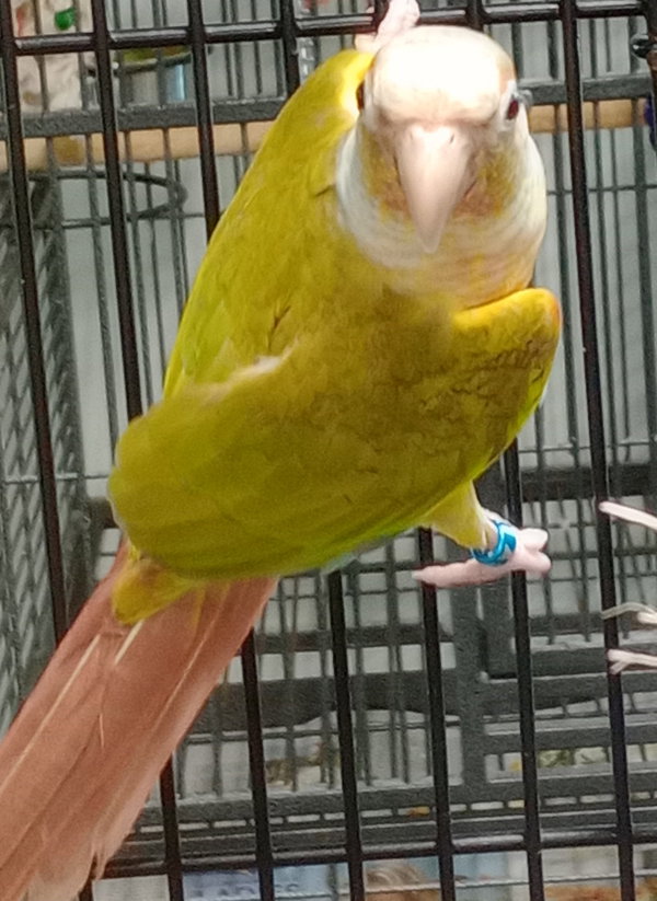Mango