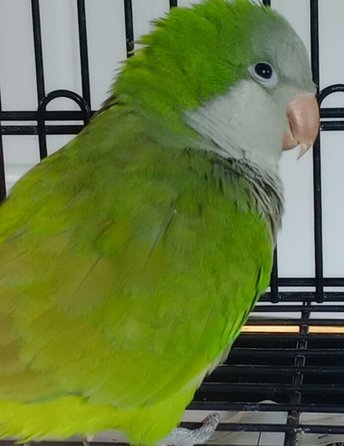 Tina