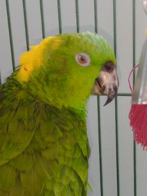 TJ, a parrot for adoption from Burge Bird Rescue