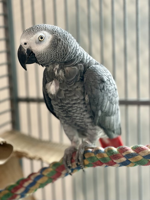 Pongey, a parrot for adoption from Burge Bird Rescue