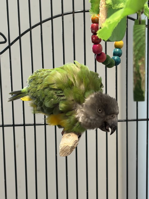 Ethel, a parrot for adoption from Burge Bird Rescue