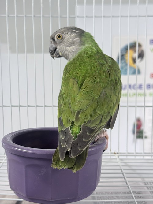 Rikki, a parrot for adoption from Burge Bird Rescue