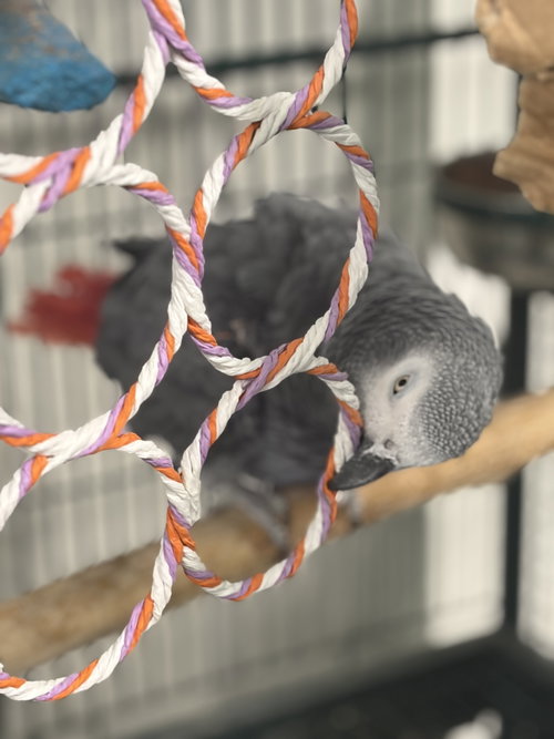 Tarzan, African Grey