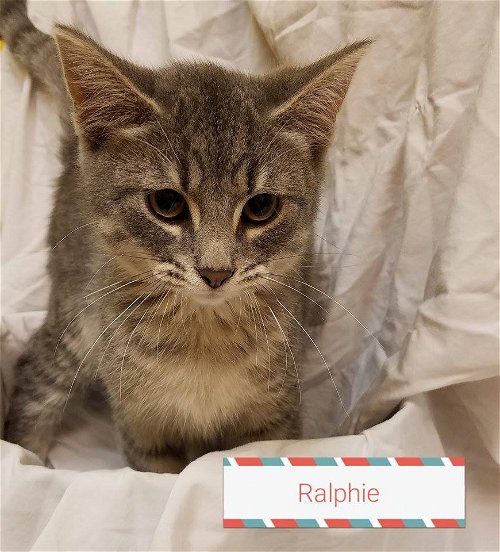 Ralphie