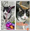 Miles 2