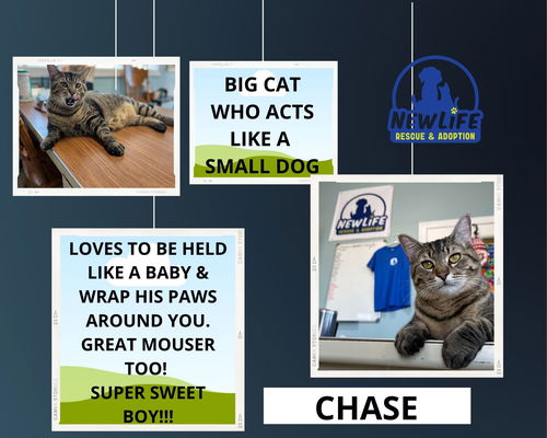 Chase