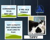 Tippy