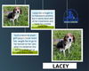 Lacey