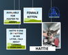 Hattie