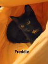 Freddie