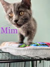 Mim