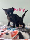 Briley