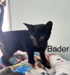 Bader