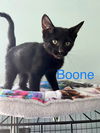 Boone