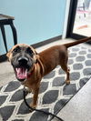 Roscoe