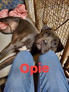 Opie