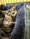 Cinnamon