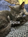 Spice