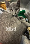 Misti