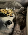 Raini
