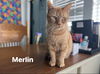 Merlin