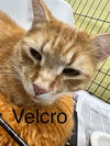 Velcro