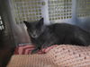Mitzi/Bob