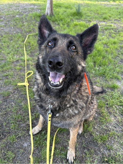 Ruger