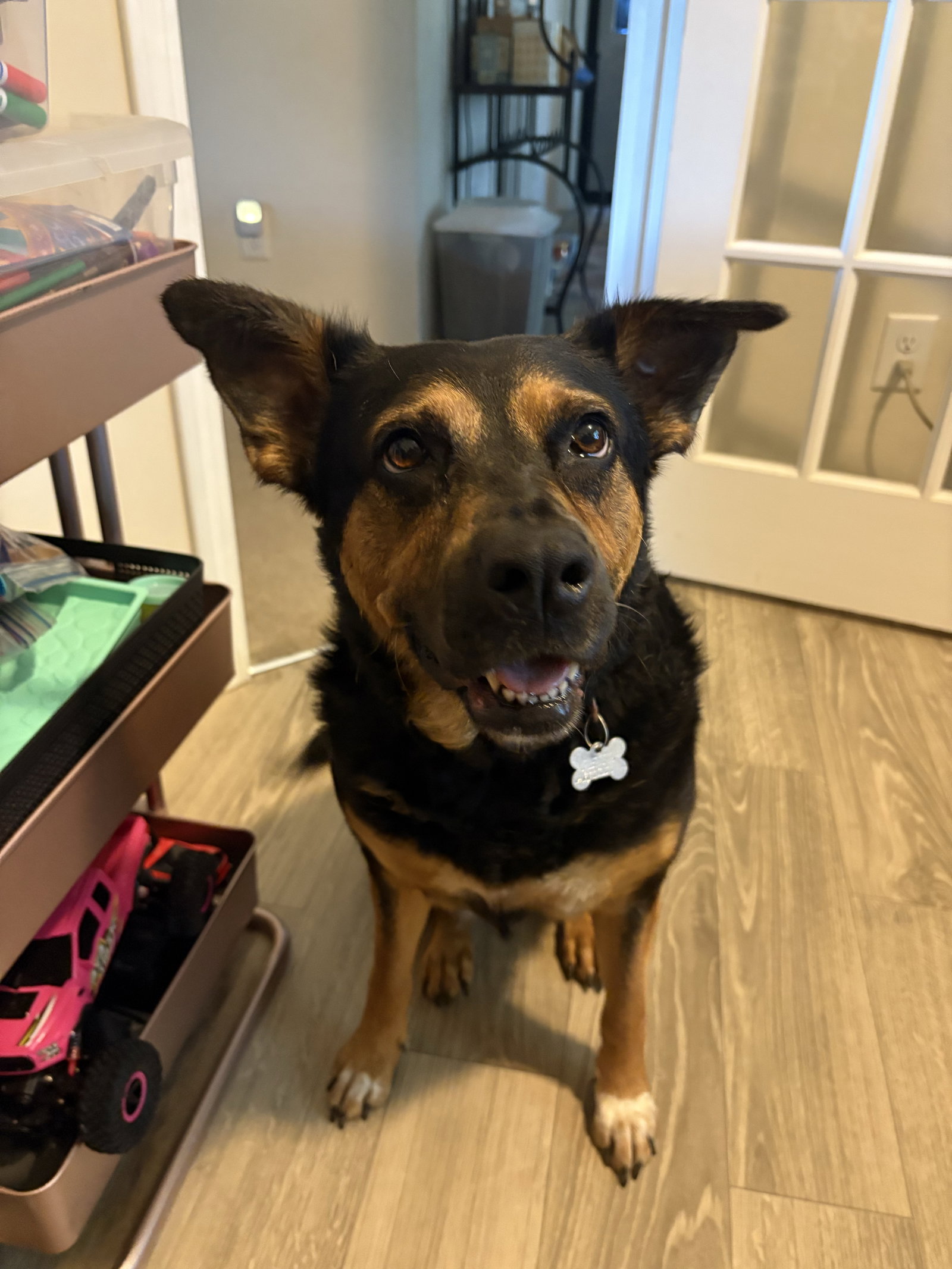 Luna - Adoption Pending