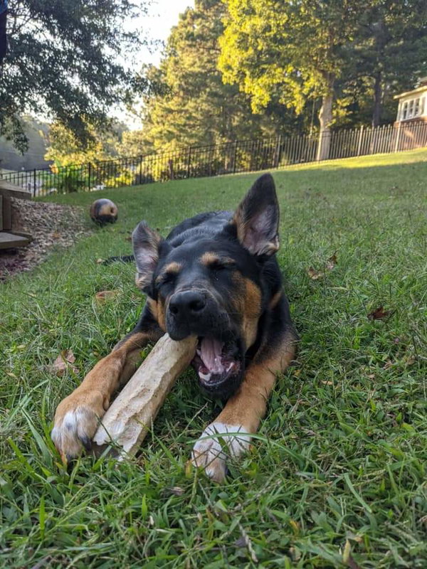 Luna - Adoption Pending