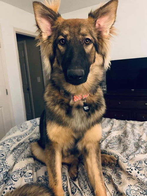 Lulu