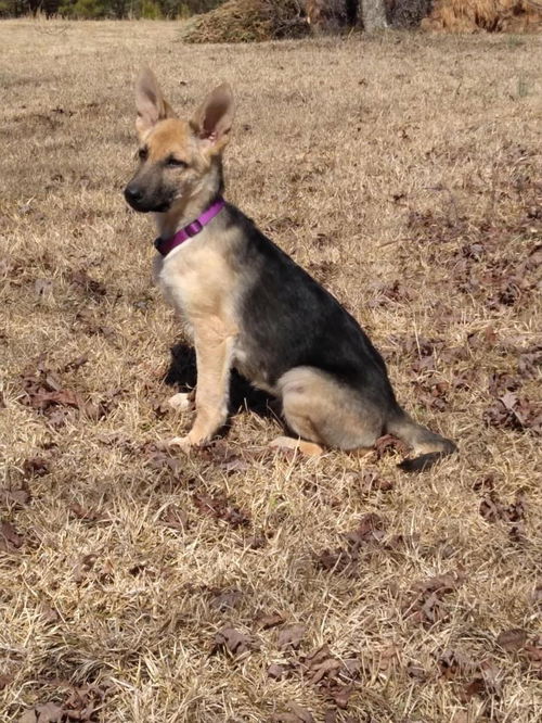 Velma - Adoption Pending