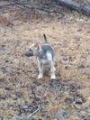 Velma - Adoption Pending