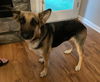 Jasmine - Adoption Pending